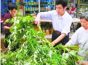 點(diǎn)擊將在新窗口查看全圖 艾葉養生妙法知多少